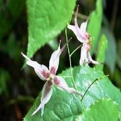 herba epimedium extract,epimedium extract icariin,epimedium 40 icariin extract 489-32-7
