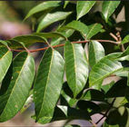 100% Natural Hydroxytyrosol 10%, 20% ( Olive Leaf Extract, Olea europaea L.)