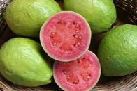Guava Extract,Guava Extract powder,Guava Fruit Extract,Guava Leaf Extract,Guaijaverin 10:1