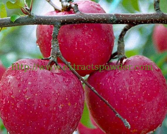 50 90 Apple Polyphenols Pyrus Malus Fruit Extract Malus Sylvestris Extract Cas 85251 63
