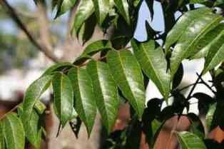 Oliver leaf Extract,Oliver leaf Extract Powder,Oliver leaf P.E.,Hydroxytyrosol