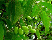 Olive Leaf Extract Hydroxytyrosol 10%-98% Cas.:10597-60-1