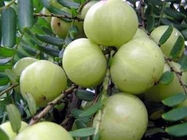 amla berry extract, phyllanthus emblica fruit extract, Indian gooseberry extract, emblica officinalis extract