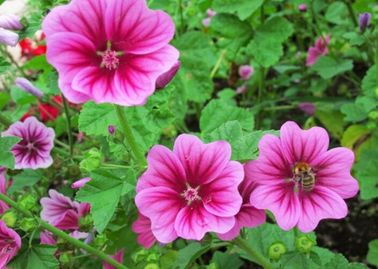 mallow extract, malva sylvestris extract, JINKUI extract, malva purpurea extract