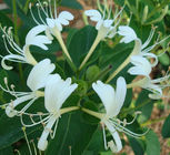 pharma grade honeysuckle flower extract, water soluble honeysuckle flower extract, high potency chlorogenic acid