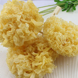 Tremella Powder, Tremella P.E.,Tremella Fuciformis P.E., snow fungus extract