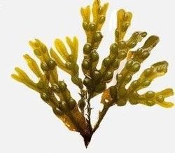 100% natural Fucus Vesiculosus powder, Fucus vesiculosus (Fucales, Fucaceae) extract 10:1