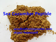 sea cucumber powder/peptide/protein for energy capsules, tablets or formula