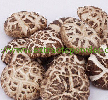 pure Shiitake Mushroom Extract/Lentinus edodes