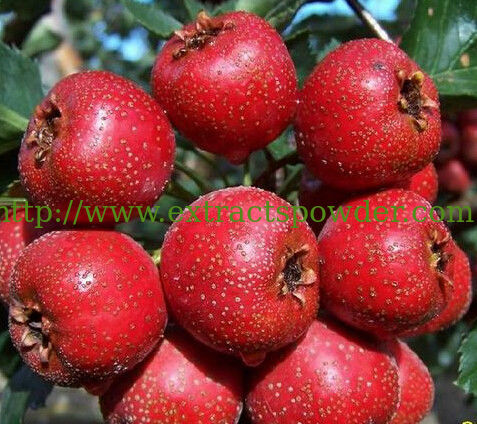 hawthorn berry extract/ Hawthorn Extract