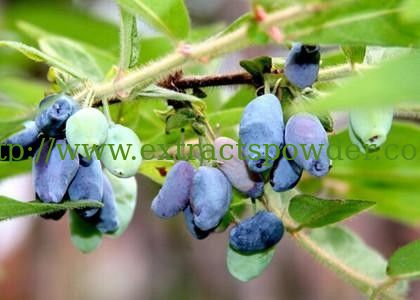 anthocyanin sweetberry Honeysuckle Extract/.Lonicera Caerulea P.E.