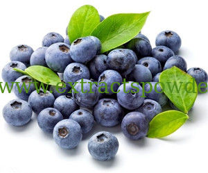 Bilberry extract anthocyanidin 25% Cas.:84082-34-8