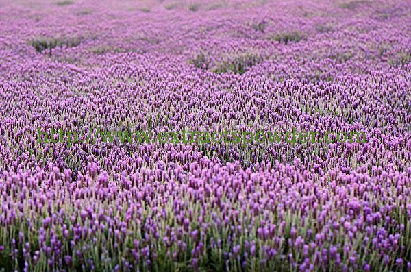 natural lavender essential oil,Lavender oil