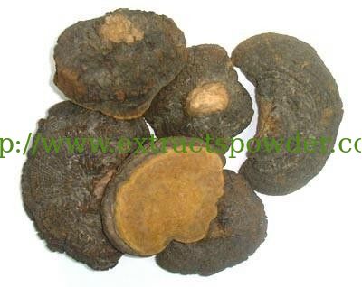 pure natural phellinus linteus mushroom extract used in medicine and health care products