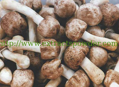 Agaricus Subrufescens Extract/Agaricus blazei extracts /Agaricus Blazei Murill Mushroom Ex