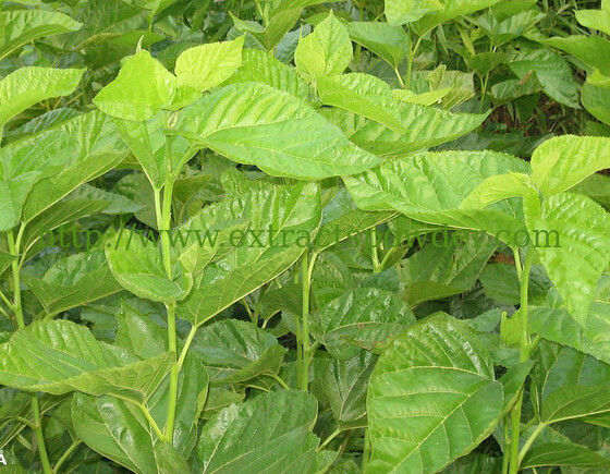 Mulberry Leaf extract DNJ (1-Deoxynojirimycin hydrochloride) 1% 2% 5%-30%