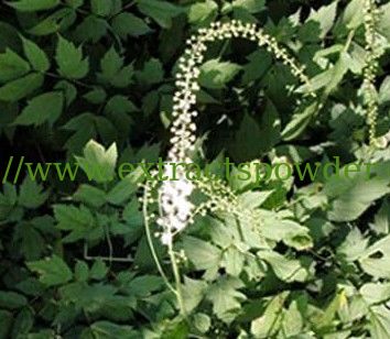 natural plant extract Black Cohosh Extract Triterpenoside 2.5%,5%,8% CAS No.:84776-26-1