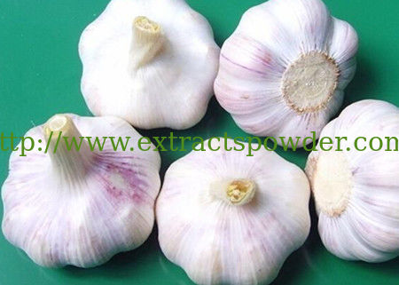 Alliin,Alliin powder,Garlic Extract,Garlic Extract powder,Garlic P.E. Cas Number: 556-27-4