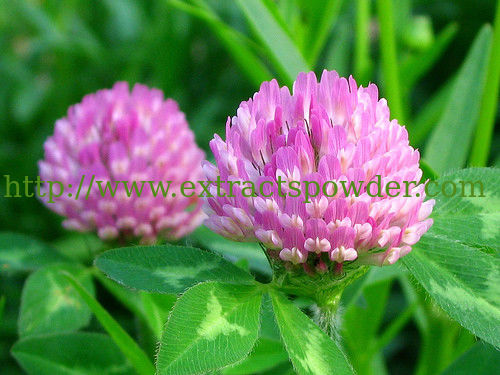 Red Clover Extract, Red Clover Extract powder,Red Clover P.E.,total Isoflavones 2.5%-80%