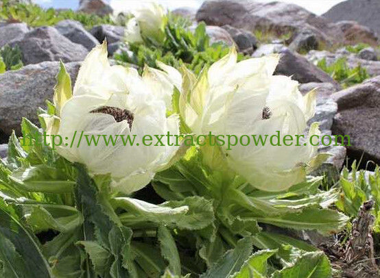 Snow Lotus Herb Extract,Snow Lotus Extract,Snow Lotus Extract powder 10:1