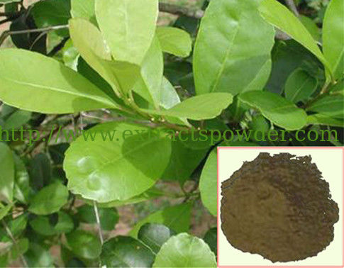 Yerba Mate Extract,Yerba mate extract powder,Paraguay Tea powder,20% tannin,25%polyphenol