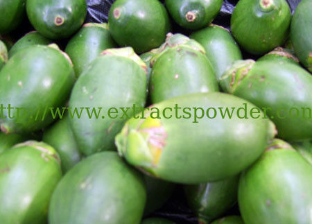 Areca Nut Extract,Betel Nut P.E.,alkaloid,alkaloid powder 2.7% 5%,10:1