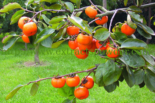 fresh persimmon leaf extract 25%70% flavonoes,persimmon leaf extract powder