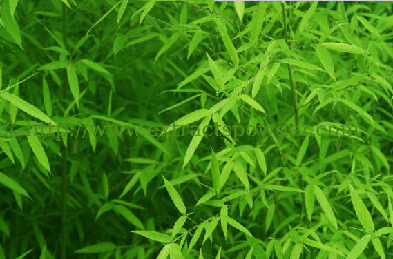 Bamboo Leaf Extract for Health Care Products