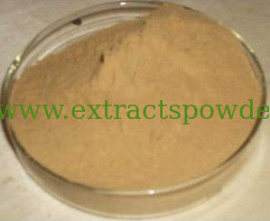 anti-tumor plant extract Lemon Balm Leaf Extract Powder 10:1