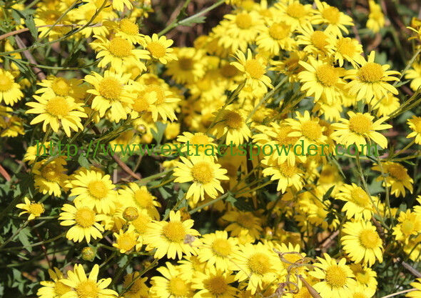 100% natural Wild Chrysanthemum Flower Extract 5:1 10:1