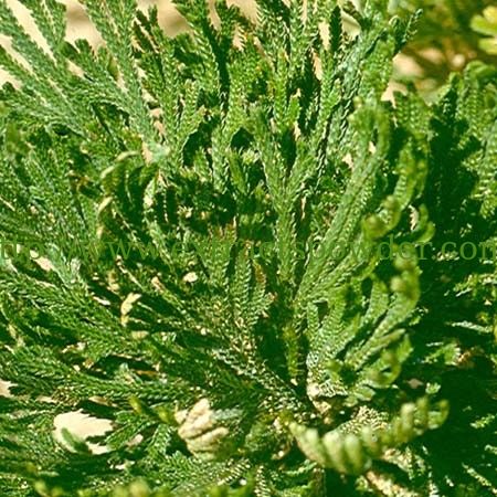 high quality Selaginella tamariscina extract Amentoflavone CAS 1617-53-4