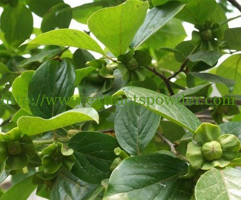 Diospyros kaki L.f. Extract, Diospyros kaki L. f. Extract powder, Persimmon Leaf Extract