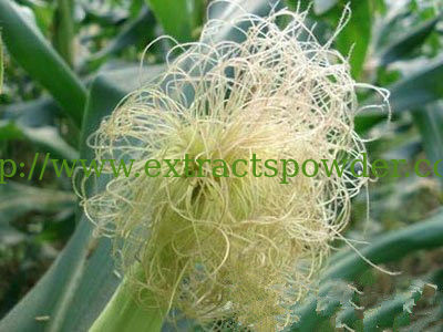 100% Natural Corn Silk Extract 10:1,20:1,Beta-Sitosterol 5%