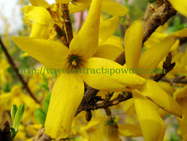 100% natural phillyrin/forsythin weeping forsythia capsule extract CAS No:487-41-2