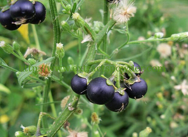 treat psoriasis and itchy skin solanum nigrum extract/black night shade extract 10:1