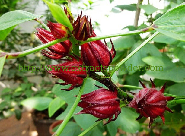 natural Roselle Extract 1~5% Anthocyanidins