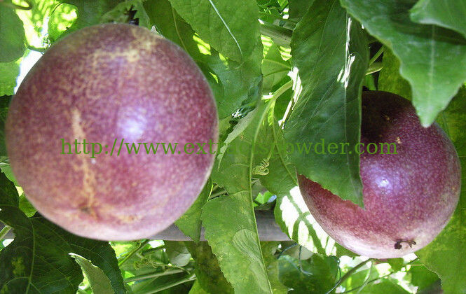 Passion Flower Extract/ Passiflora coerulea Extract Flavones 3%