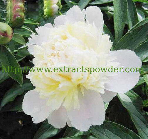 100% natural Paeoniflorin Paeonia lactiflora Extract