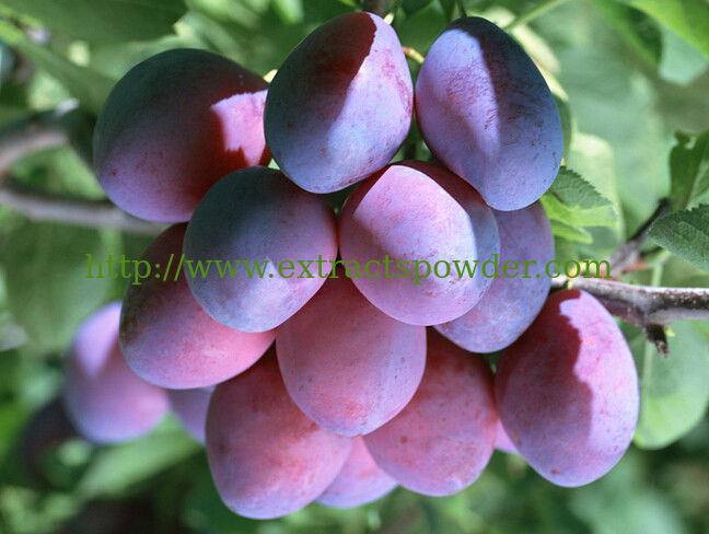 black plum extract/dark plum extract/smoked plum extract/pure plum extract 10:1