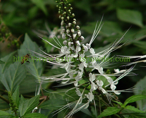 Spicate Clerodendranthus Herb Extract,Herb of Spicate Clerodendranthus PE,Java Tea Extract