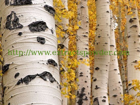 Birch Bark Extract Betulin powder 98%