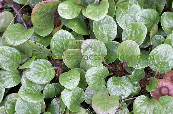 Chinese herbal Pyrola Rotundifolia Extract 10:1