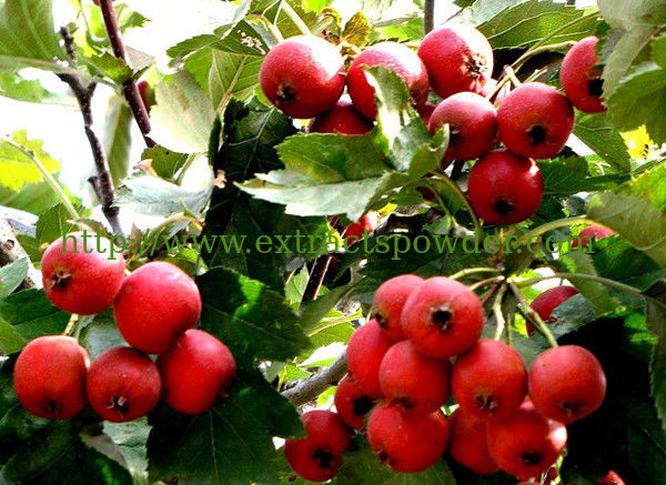 Hawthorn Fruit Extract Powder 10:1