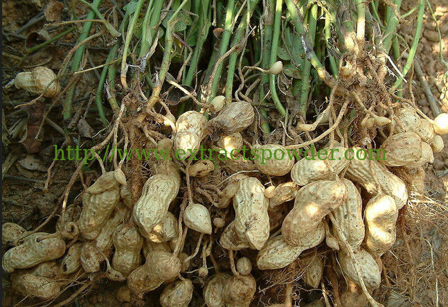 high quality Luteolin peanut shell extract powder