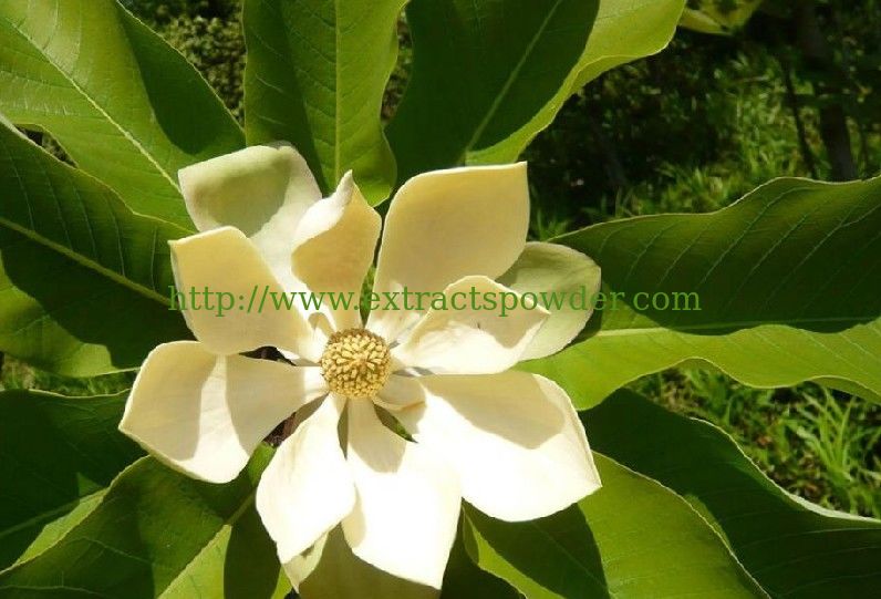 Honokiol Magnolol Magnolia Bark Extract powder