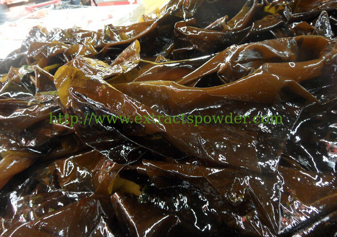 fucoxanthin brown algae extract powder,fucoxanthin brown algae extract CAS No: 3351-86-8