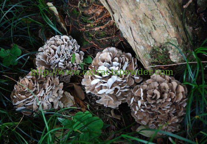 Natural Maitake Mushroom Extract Powder Polysaccharides 10-50%