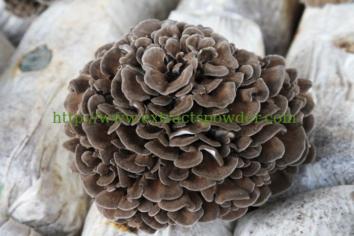 maitake mushroom extract,maitake extract,grifola frondosa extract,beta-glucan powder