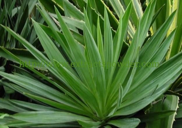 natural herb extract yucca schidigera extract 10:1