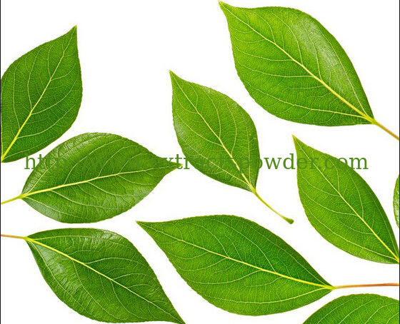 mulberry polysaccharides 40%,mulberry leaf extract